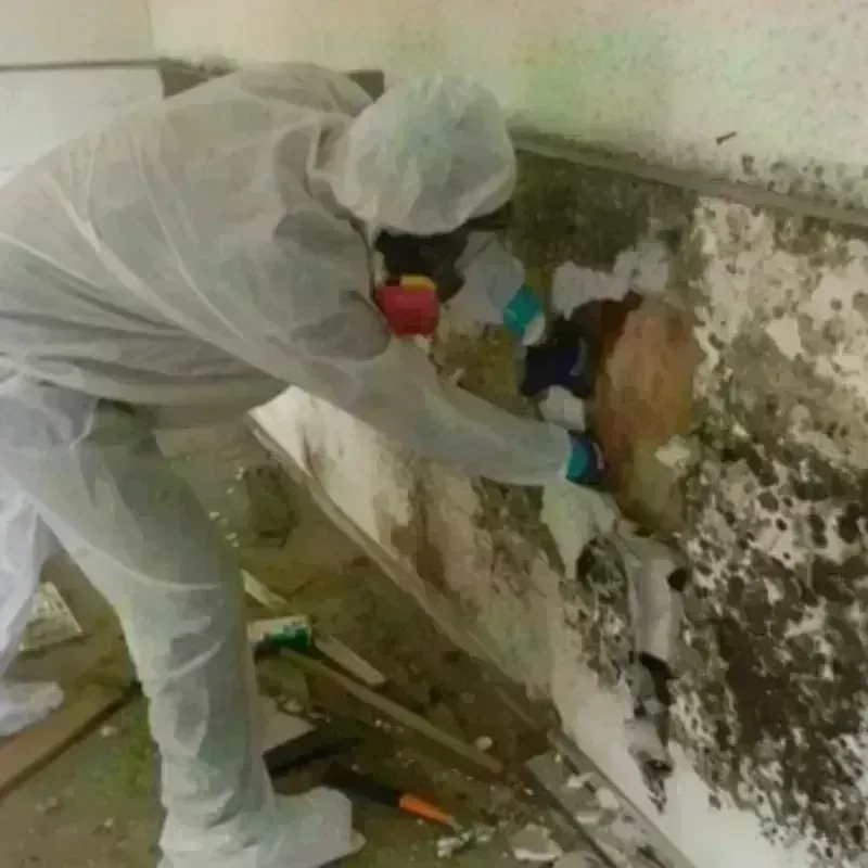 Mold Remediation and Removal in Coon Rapids, MN